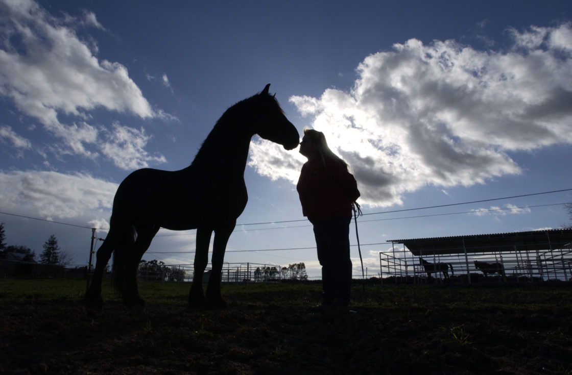 Holly Zech checks in with Ulrik, her Friesian stallion, after he completing a long day of breeding duties on her farm in Sacramento county. The stallion is a native of Holland, and is one of the largest and most coveted breeds in the world.

Neil Michel/Axiom